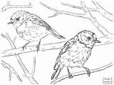 Robin American Drawing Birds Getdrawings Coloring Animal sketch template