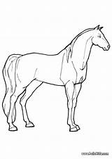 Mare Coloring Pages Horse Animal Outline Farm Lovely Horses Color Animals Print Designlooter Sheets Kids Hellokids Choose Board sketch template