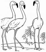 Flamingos Fenicottero Colorare Conversando Sheets Pintar Cliparts Ausmalbilder Ausmalbild Tudodesenhos Dormindo Duck Fenicotteri Comofazeremcasa sketch template