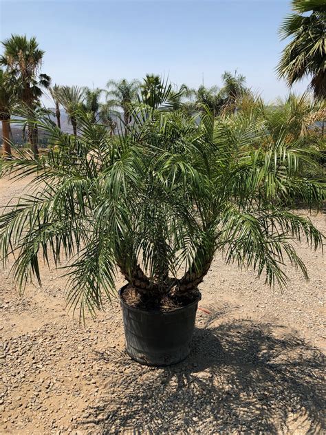 gregory palm farms pygmy date palms  triple trunks