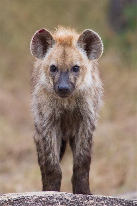 baby hyena stock image image  south hyena spots