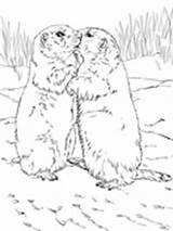 Prairie Dog Coloring Dogs Kissing Pages sketch template