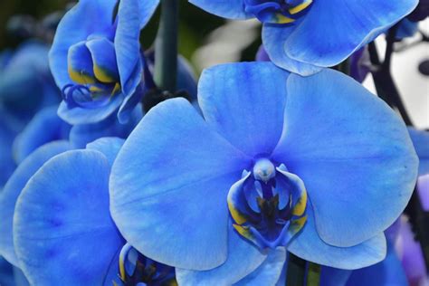 blue orchid flower meaning symbolism uniqueness hope