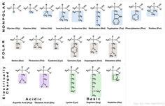 image result  polar amino acids kemi utbildning