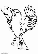 Kookaburra Coloring Pages Drawings Printable 750px 4kb Large sketch template