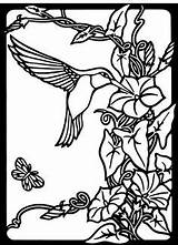 Hummingbird Coloring Pages Print Printable Adults Color Hummingbirds Adult Stained Glass Book Nature Patterns Windows Drawing Photobucket Birds Bird Morning sketch template