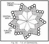 Centriole Labeled sketch template