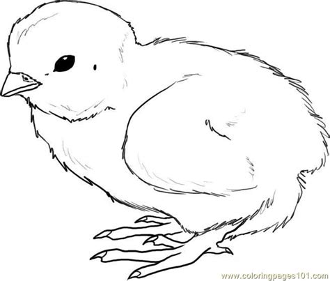 baby chicken drawing  getdrawings