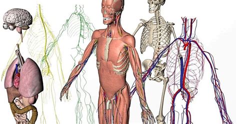 diagrams  structure   human body