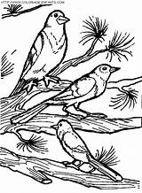 Vogels Vogel Oiseaux Pajaros Uccelli Aves Ausmalbilder Dieren Paginas Nest sketch template