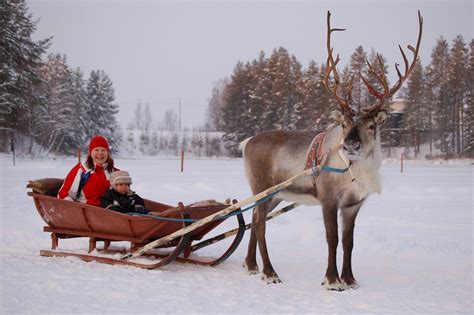 reindeer sleigh ride reindeer sleigh ride exodus travels flickr