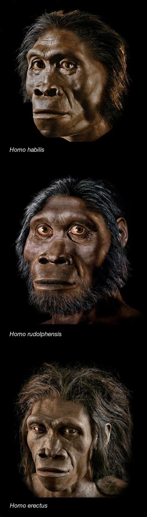 term   describe  early ancestor  humans alisa  johnston