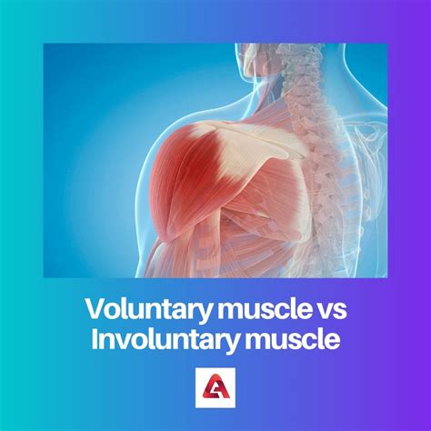 voluntary  involuntary muscle difference  comparison