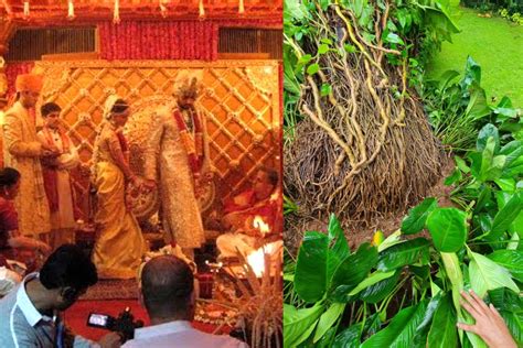 amitabh bachchan reveals abhishek aishwaryas wedding connection   year  gulmohar tree