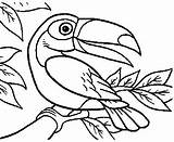 Tucano Fauna Desenho Atividades Arara Papagaio Periquito Brasileira Araras Desenhosparacolorir Aves Desenhar Bichos Passaros Escolha sketch template