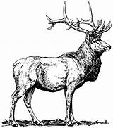Buck Deer Fighting Jelen Template sketch template