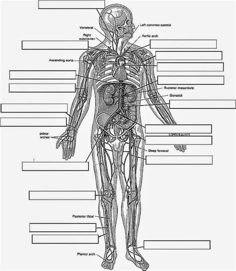 anatomy  physiology coloring pages  coloring home