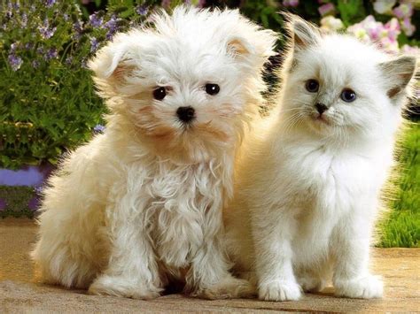 pups  kittens