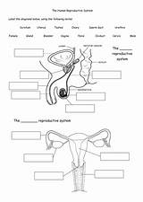 Reproductive System Male Worksheet Human Female Anatomy Worksheets Resources Organs Tes Work Teaching Answers Biology Structure Systems Docx Kb Parts sketch template