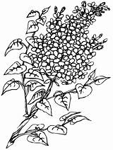 Flori Colorat Desene Liliac Planse Lilas Disegni Colorare Flieder Primavara Copii Fleurs Malvorlage Imagini Blumen Fiore Lilac Ludinet Fise Ausmalbilder sketch template