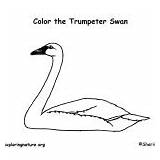 Birds Swan Coloring Trumpeter Category sketch template