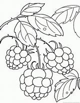Raspberry Designlooter 53kb sketch template