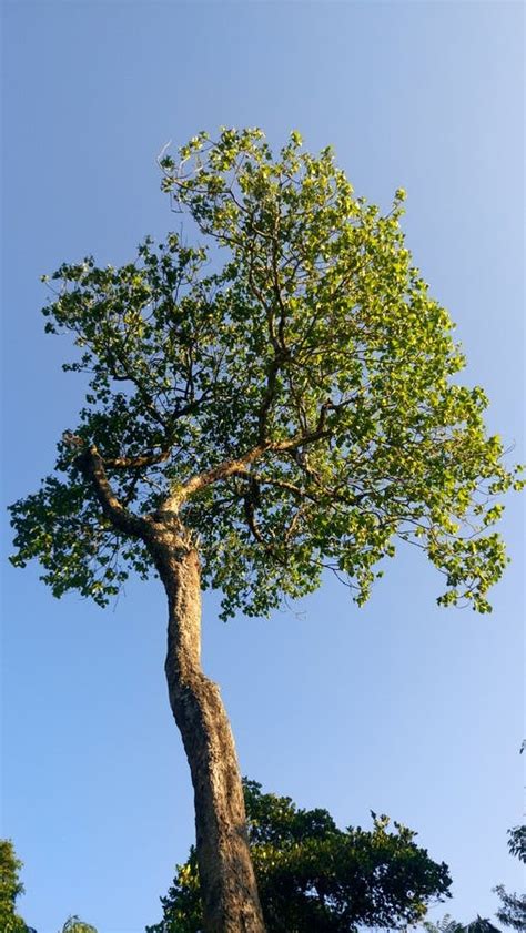 albero fotografia stock immagine  alto albero radura