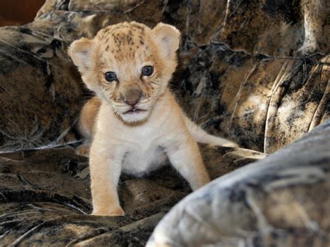 Liliger Born In Russia No Boon For Big Cats