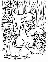 Rendieren Bos Kleurplaten Vier Kerst Herten Arreslee Trekken Klaar Kinderfilmpjes sketch template