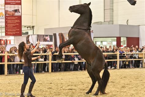 wie bringt man dem pferden das steigen bei pferde tricks