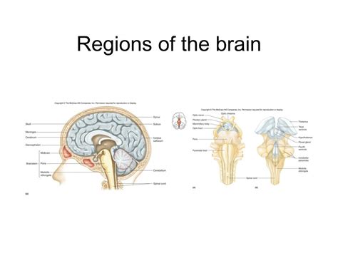 ppt more on the nervous system central nervous system spinal cord
