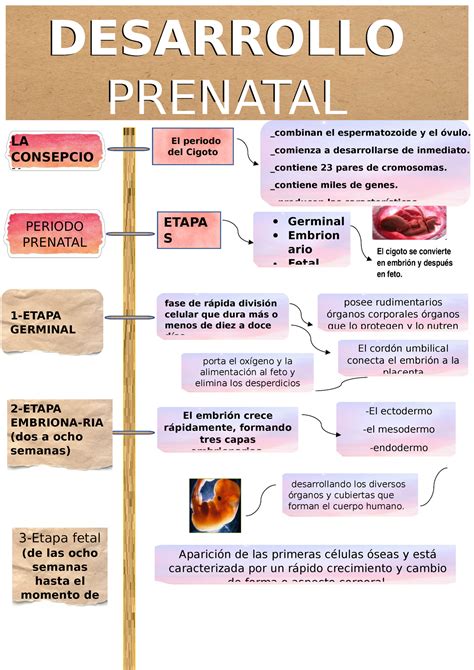 linea de tiempo etapa prenatal desarrollo prenatal desarrollo prenatal combinan el studocu