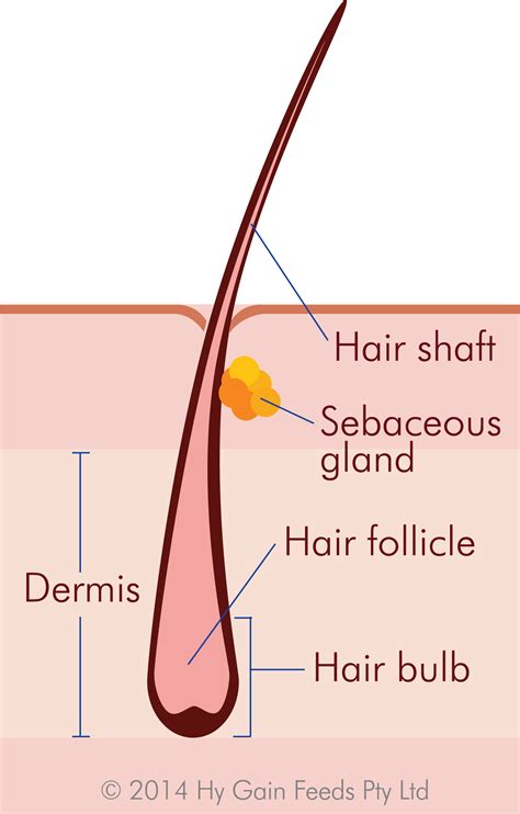 hair diagram related keywords suggestions hair diagram long tail