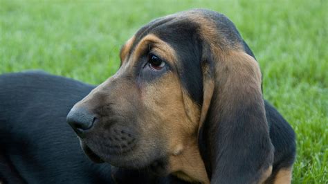 bloodhounds napo pet care