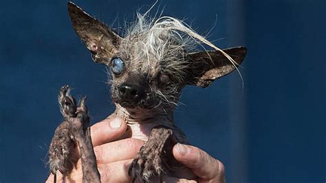 blind dog  oozing sore wins worlds ugliest dog contest  news