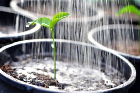 watering kill plants science abc