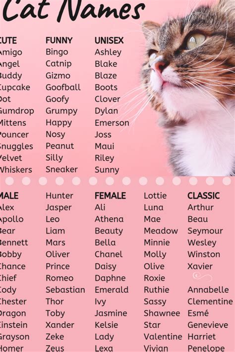 cute pet names dog names cat names girl unique funny cat names unique cats names  pets