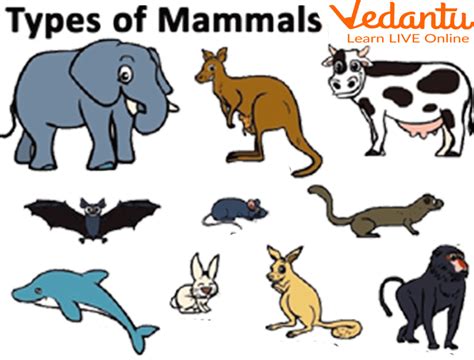 mammals pictures