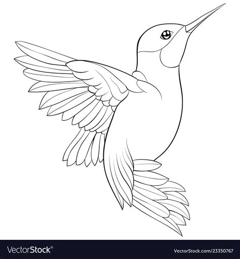 adult coloring bookpage  cute hummingbird image vector image