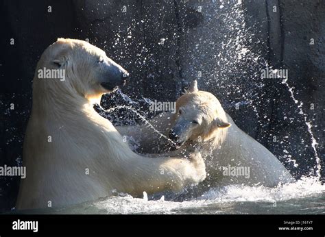 aggressive female polar bears ursus maritimus fighting   water
