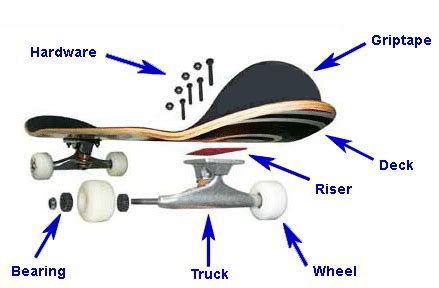 storeyourboard blog skateboard parts anatomy   skateboard   parts