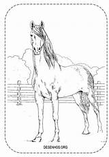 Colorir Cavalos Desenhos Realistas Cavalo Realista Imprima sketch template