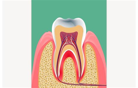 discover  structure   teeth