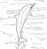 Golfinho Pulando Colorir Rotador Desenhos Dolphin Spinner Supercoloring Golfinhos Categorias sketch template