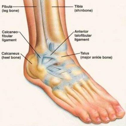 pictures  ankle healthiack