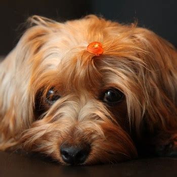 yorkie poo breed information characteristics heath problems