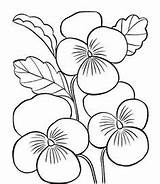Coloring Apricot Blossom Drawings 272px 03kb sketch template