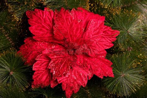 christmas red flower stock image image  festive illuminated