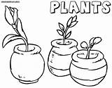 Plant Coloring Pages Plants Colorings sketch template