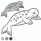 Seal Harp Drawing Baby Kids Pages Coloring Getdrawings sketch template
